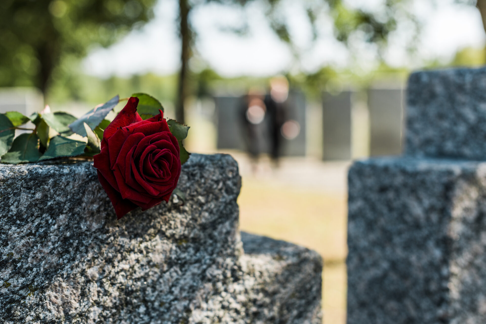 shadows on red aromatic rose on concrete tomb